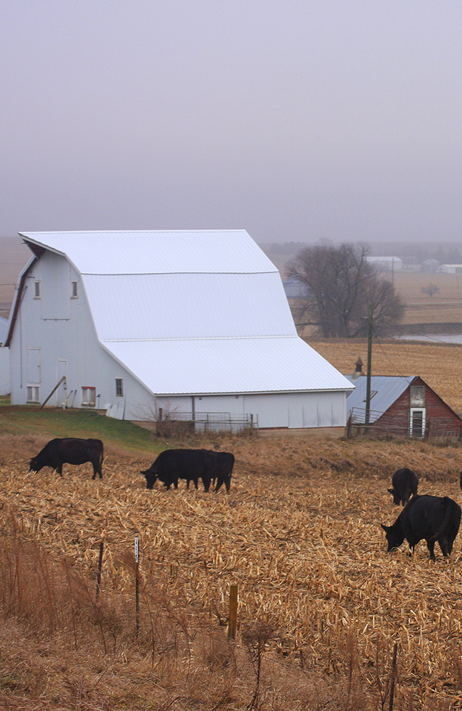 Barn_Cattle