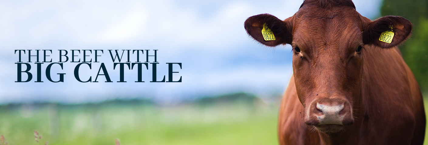 Cow_Banner