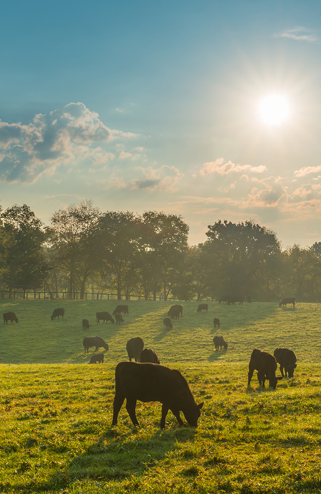 Cows Vertical